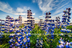 Lupins en Islande