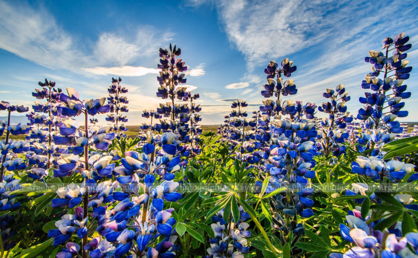 Des lupins en Islande