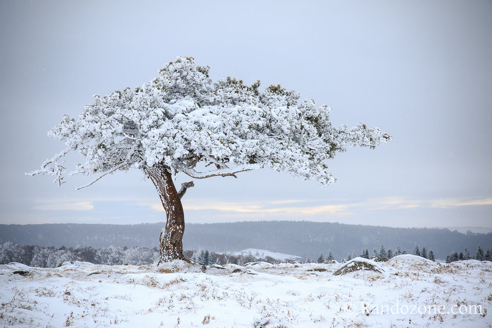 Nature givrée en Aubrac