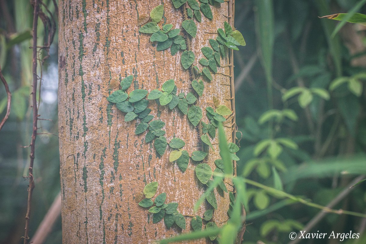 Jardin botanique d’Amsterdam – Xavier Argeles Photographies