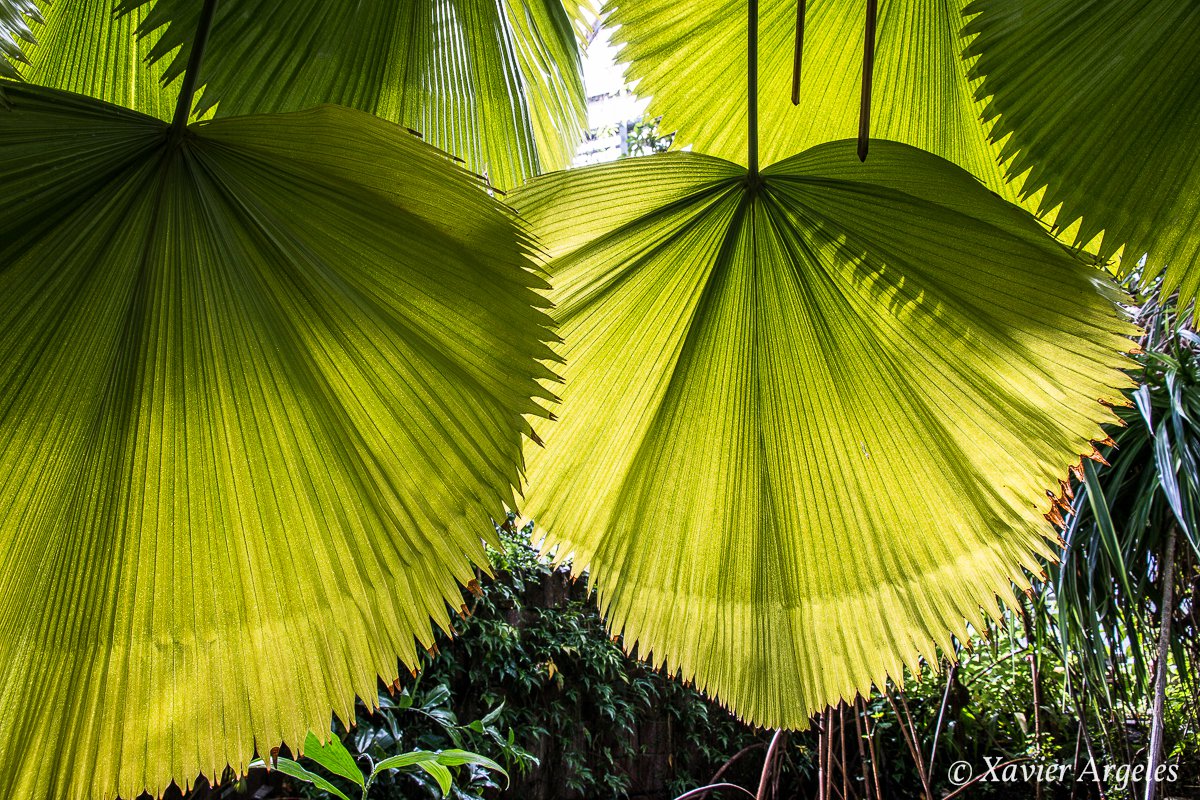 Jardin botanique d’Amsterdam – Xavier Argeles Photographies